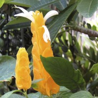 Pachystachys lutea, Golden Shrimp Plant