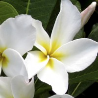 Plumeria