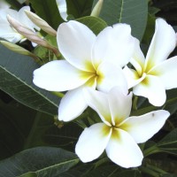 Plumeria