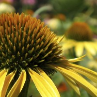 Coneflowers