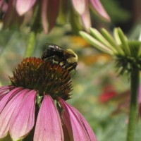 Coneflower