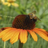 Coneflower