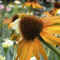 Coneflowers