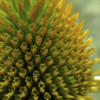 Coneflower