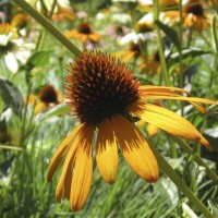 Orange coneflower