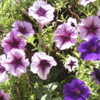 Petunias