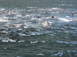 A welcoming committee of curious harbor seals (Photo by Wayne Clough)