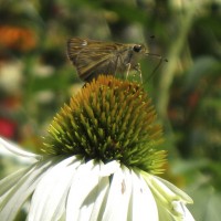 Skipper on coneflower