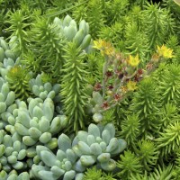 Succulents in bloom