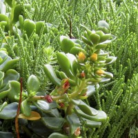 Succulents in bloom