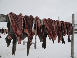 Subsistence hunting is the traditional way of life for the Siberian Yupik people of St. Lawrence Island. (Photo by John Pepper Henry)