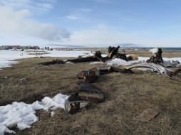 Five bowhead whales were taken in the spring hunt. (Photo by John Pepper Henry)