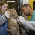Keeper Leigh Pitsko and interim curator of Great Cats Craig Saffoe examine one of 6-year-old Nababiep's cubs. The cubs were born on Sept. 22 to Nababiep and 5-year-old father, Luke. (Photo by Mehgan Murphy)
