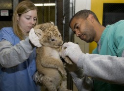 Keeper Leigh Pitsko and interim curator of Great Cats Craig Saffoe examine one of 6-year-old Nababiep's cubs. The cubs were born on Sept. 22 to Nababiep and 5-year-old father, Luke. (Photo by Mehgan Murphy)