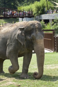 Sixty-two-year-old Ambika explores her new yard. (Photo by Mehgan Murphy)