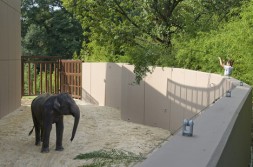 Kandula, the National Zoo's young bull elephant, looks up at his keeper, Debbie Flinkman, for some bamboo. Kandula is enjoying his new habitat: Elephant Trails.