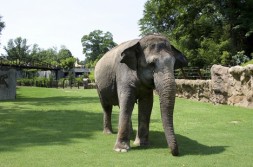 Shanthi explores the new lower yard at the National Zoo. (Photo by Mehgan Murphy)