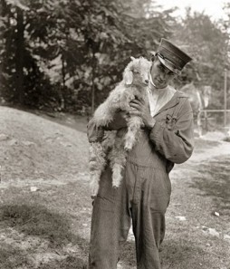 June 18, 1929. "Stimson goat 'Billy the Kid,' National Zoo." An angora from Texas, Billy was a junior member of the goat menagerie belonging to Secretary of State Henry Stimson. National Photo Co. Collection glass negative.