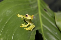 An adult La Loma tree frog. (Photo by Brian Gratwicke)