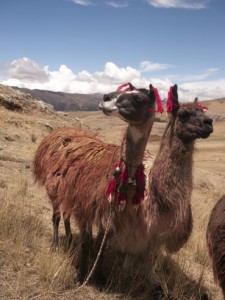 Near Chawaytiri, Peru, November 2010. (Photo by Kevin Cartwright)