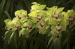 Cymbidium (Photo courtesy of James Osen)