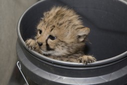 he younger cub, a female, was born to Zazi on Dec. 16, 2010. (Photo by Mehgan Murphy)