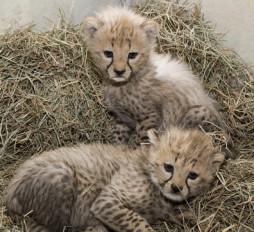 How to identify the cubs: The male cub is slightly larger than the female and has a prominent white mantle (the hair that runs along a cheetah cub's spine.) (Photo by Mehgan Murphy)