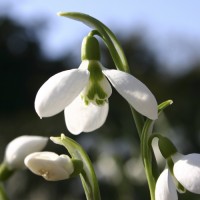 Galanthus is a small genus of about 20 species in the Amaryllis family.