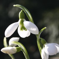Galanthus nivalis is the best-known and most widespread representative of the genus.