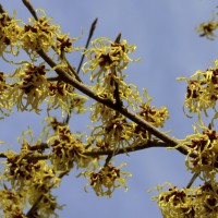 Witch-hazel (Hamamelis) is a genus of flowering plants, with three species in North America and one each in China and Japan.