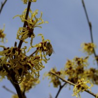 The name "witch" in witch-hazel has its origins in Middle English wiche, from the Old English wice, meaning "pliant" or "bendable." Hazel is derived from the use of the twigs as divining rods, just as hazel twigs were used in England.