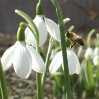 Most snowdrops flower in winter but some species flower in early spring and late autumn.