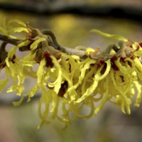 Witch Hazel Bloom