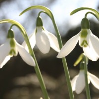 The name Galanthus comes from the Greek gala "milk" and anthos "flower."