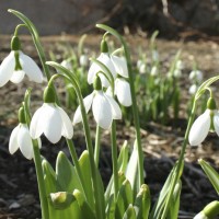 Snowdrops (Galanthus) are blooming in the Haupt Garden.