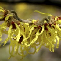 Witch-hazel is a popular ornamental plant, grown for clusters of rich yellow to orange-red flowers which begin to expand in the autumn and continue throughout the winter.