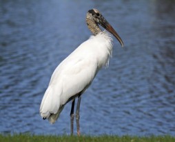 An endangered Wood Stork (Photo by Googie Man)