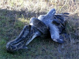 A python in the process of consuming a great blue heron (Photo courtesy of Carla Dove)