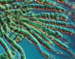 Cyanobacteria (blue-green algae)