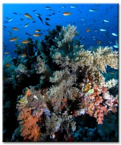 Corals are among the marine organisms that have provided beneficial compounds.