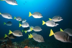 Yellowtail surgeonfish at Coiba National Park