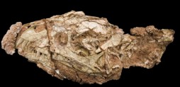 The skull of Daemonosaurus chauliodus is narrow and relatively deep, measuring 5.5 inches long from the tip of its snout to the back of the skull and has proportionately large eye sockets. The upper jaw has large, forward-slanted front teeth. (Image courtesy of Carnegie Museum of Natural History)