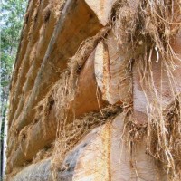 Moss is used to chink between logs