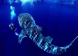 Whale shark swimming with diver.