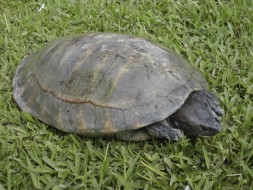 The Central American river turtle (Dermatemys mawii)