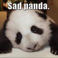 Sad Panda meme