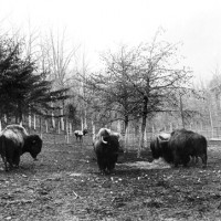 Then: The National Zoological Park was created by an Act of Congress in 1889 for “the advancement of science and the instruction and recreation of the people.” In 1890 it became a part of the Smithsonian Institution. This photo shows American bison grazing at the Zoo in 1891 soon after the completion of the first building, the Buffalo and Elk Barn, a glorified log cabin house for bison and elk. In the background an elk in his yard is visible. The first inhabitants of the Zoo were the 185 animals under the care of William Temple Hornaday, Curator of Living Animals, United States National Museum, that had been sheltered by fences behind the Smithsonian Institution Building (the Castle). (Photo by C.M. Bell, Smithsonian Institution)
