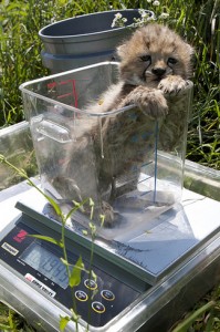 One of Amani's five cubs is weighed during an exam on July 28. (Photo by Mehgan Murphy)