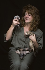 May 1, 1988. Dr. JoGayle Howard holds ferrets conceived through artificial insemination. (Photo by Jessie Cohen)