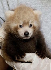 One of two red pandas born at the Smithsonian Conservation Biology Institute in Front Royal, Va., June 5, 2011. (Photo by Mehgan Murphy)